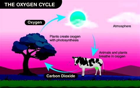 Oxygen Cycle: Understanding the Process, Stages, Uses and Importance