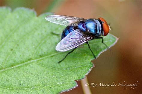 Blue House fly | Ria Manjrekar | Flickr