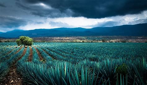 Native Plants Of Mexico - WorldAtlas