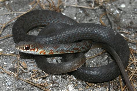 North American Racer – Florida Snake ID Guide