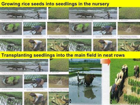 rice farming process