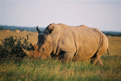 Khama Rhino Sanctuary Safaris - Tours & Budget Packages to Khama Rhino Sanctuary