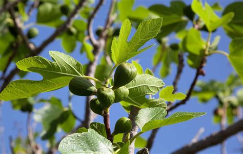 31 Fantastic Fig Tree Varieties - ProGardenTips