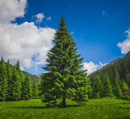 El Pino, árbol nacional de Honduras, símbolo patrio