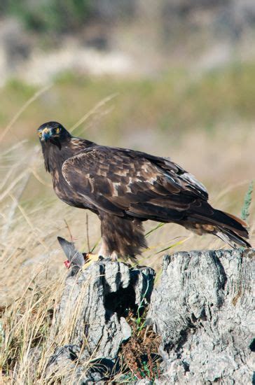 Eagles are Soaring at Cachuma Lake - Santa Barbara News - Edhat | Santa barbara, Lake, Santa ...