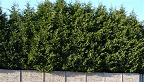 Leylandii Growth Rate: Speed, Height, Width & Common Problems