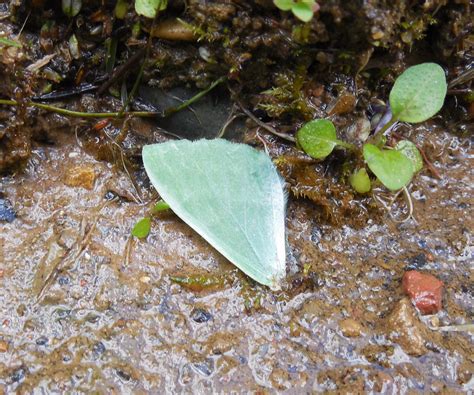 Predator | The wings of two moths seen on the ground at Bota… | Flickr