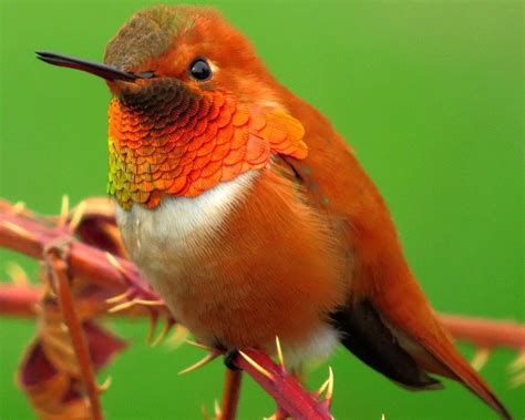 Hummingbirds Colorado: Everything You Need To Know