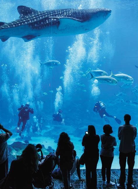 Veterans with PTSD find relief swimming with whale sharks at the Georgia Aquarium - Atlanta Magazine