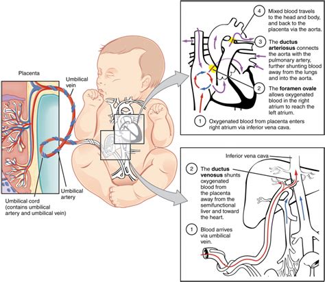 16.3 Foetal Development – Fundamentals of Anatomy and Physiology