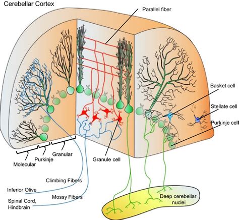 Schematic of the cerebellar circuit shown in sagittal and coronal... | Download Scientific Diagram