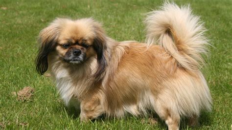 Meet the breed: Tibetan Spaniel – SheKnows