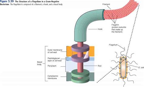 Structure and Arrangement of Flagella - Causative Agent