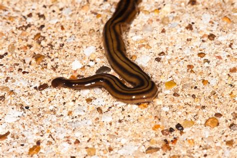 JaredDavidsonPhotography: Hammerhead flatworm