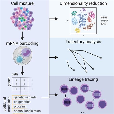 Single-Cell RNA Sequencing to Disentangle the Blood System | Arteriosclerosis, Thrombosis, and ...