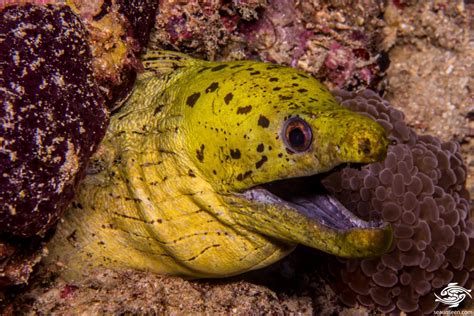 Fimbriated Moray Eel-Facts and Photographs | Seaunseen