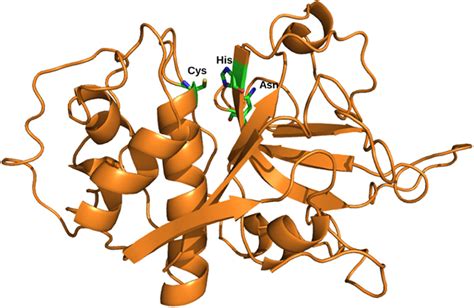 | Structure of the mature domain. Structural representation of cysteine ...