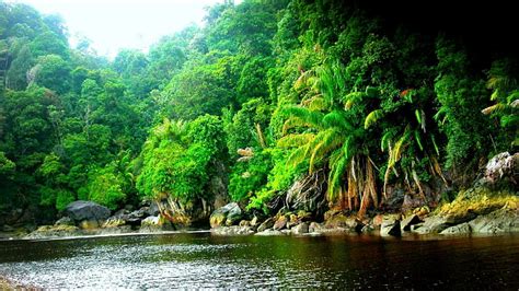 Wallpaper Full Hd Amazonia - emsekflol.com