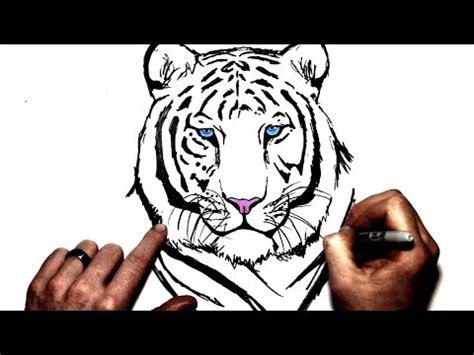 How to Draw a White Tiger | Step By Step - YouTube