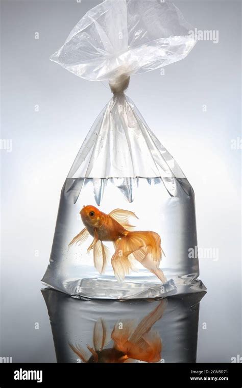 Beautiful gold fish in plastic bag on light background Stock Photo - Alamy