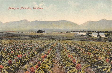 Wahiawa Hawaii Pineapple Plantation Field Antique Postcard K100913 ...