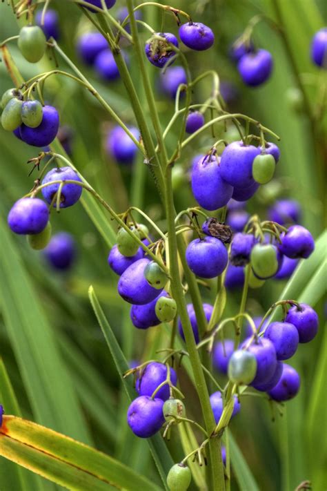 36. Electric blue berries of Dianella tasmanica | Flickr - Photo ...