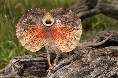 Nature and more: Frilled-neck Lizard (Frilled lizard, Frilled...