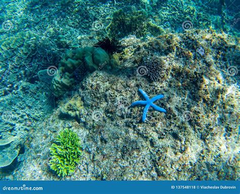 Blue Starfish on Coral Sea Bottom. Tropical Starfish Underwater Photo Stock Photo - Image of ...