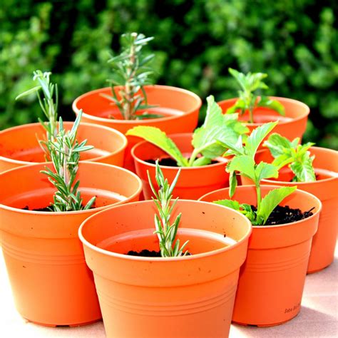 Seedling Pots 85mm – Biodegradable - Biogone