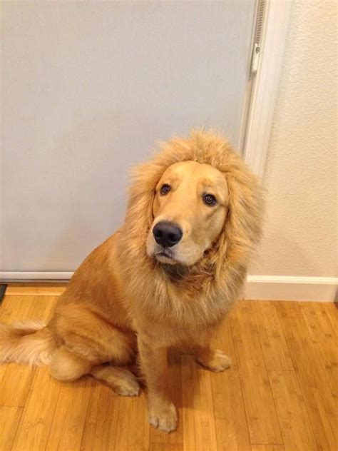 The rare and seldom seen lion dog | Golden retriever, Retriever, Lion dog