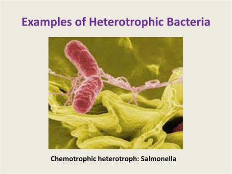 PPT - BACTERIA PowerPoint Presentation, free download - ID:2016471