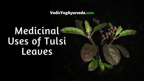 Medicinal Uses Of Tulsi Leaves (Holy Basil) for Health Benefits | Tulsi ...