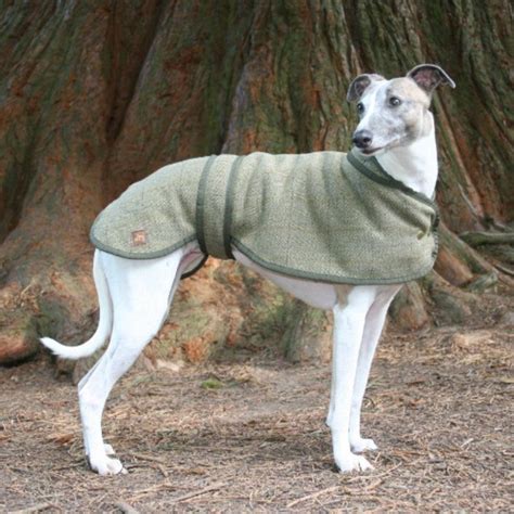 Tweed Whippet Coat | Dog coat pattern, Dog coats, Whippet dog