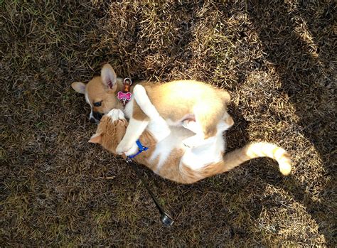 This Corgi And Cat Are Inseparable Friends | Bored Panda