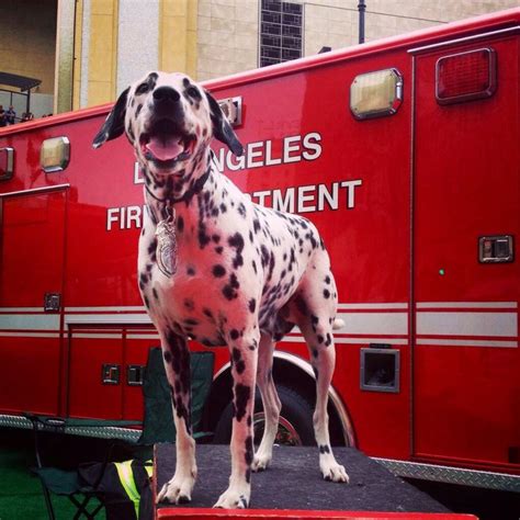 Dalmatian | Working dogs, Dogs, Dalmatian