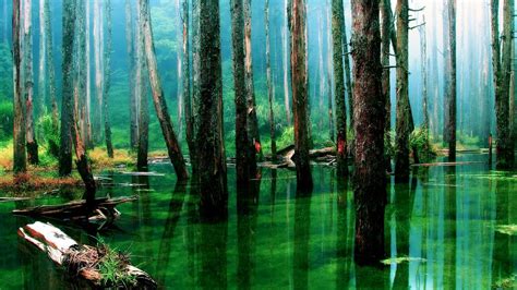 Rainforest Backgrounds (60+ images)