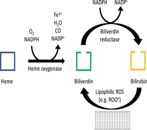 Biliverdin reductase - Alchetron, The Free Social Encyclopedia