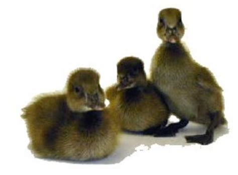 Murray McMurray Hatchery - Khaki Campbell Ducks