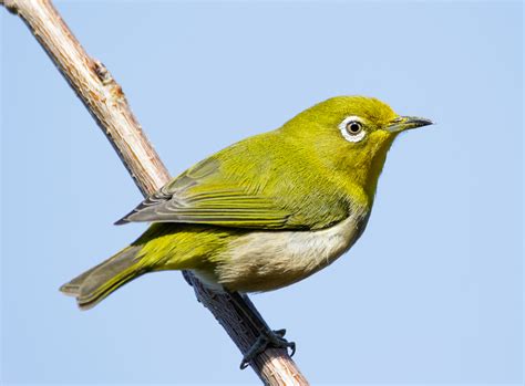 File:Japanese white-eye at Tennōji Park in Osaka, January 2016 II.jpg - Wikimedia Commons