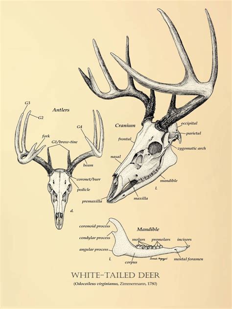 Buck Skull Diagram, Hand-drawn Ink Illustration by Domenic Magazzeni ...