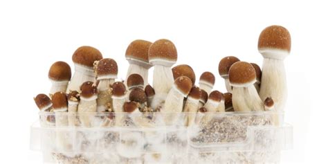 How to grow magic mushrooms?