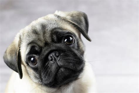 Are Pugs Hypoallergenic or Will They Trigger Your Symptoms? – The ...