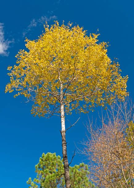 Yellow Birch Tree Stock Photos, Pictures & Royalty-Free Images - iStock