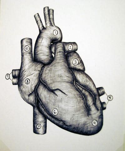 Ballpoint Pen - Heart Diagram by Chez-Mouse on DeviantArt