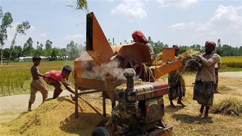 Amazing Paddy Thresher Machine in Village || Rice Harvester - YouTube