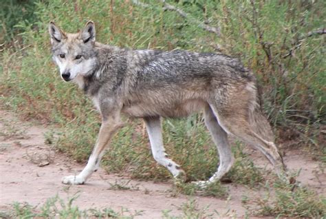 Mexican Wolf Facts for Kids • Kids Animals Facts