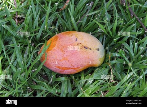 Fresh ripened mango on lawn at Sanbonani Resort, Hotel & Spa, Hazyview, Sabie River, Kruger ...