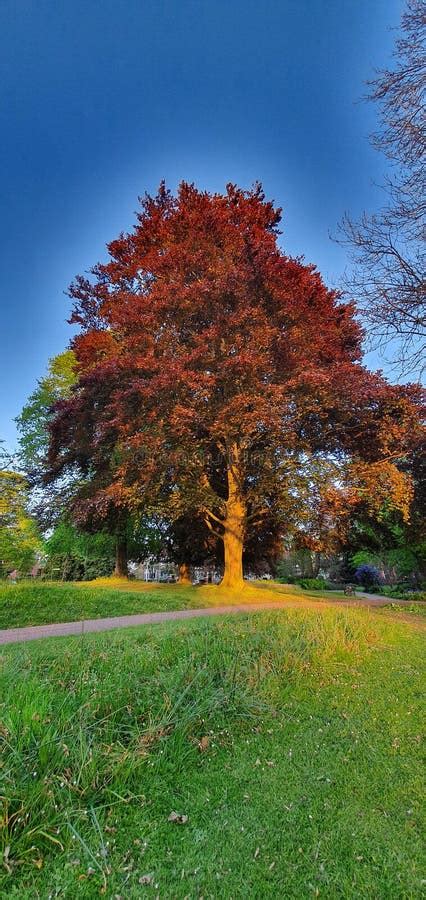 Glow of nature stock image. Image of nature, tree, glow - 146923699