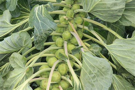 15 of the Best Brussels Sprout Varieties | Gardener’s Path