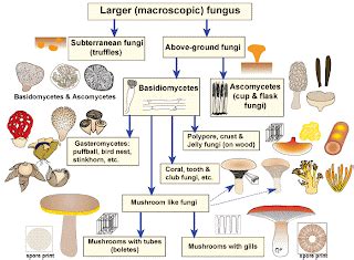 who are saprotrophs - Science - Matter in Our Surroundings - 4489017 ...